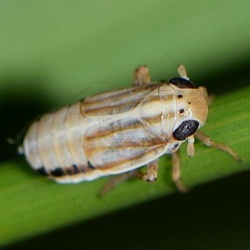 Eurybregma nigrolineata